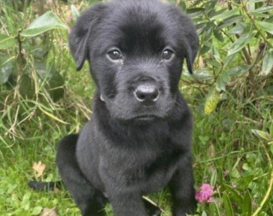 Labrador x Rottie puppies