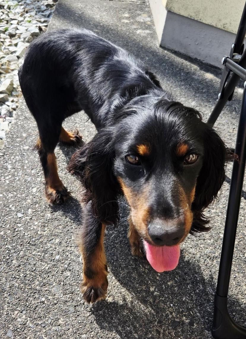 Male Cocker Spaniel for sale