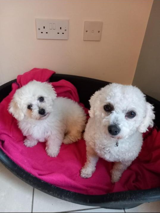 Bichon Frise pup male e