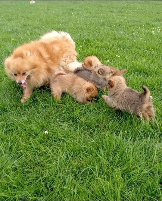 Pomeranian puppies