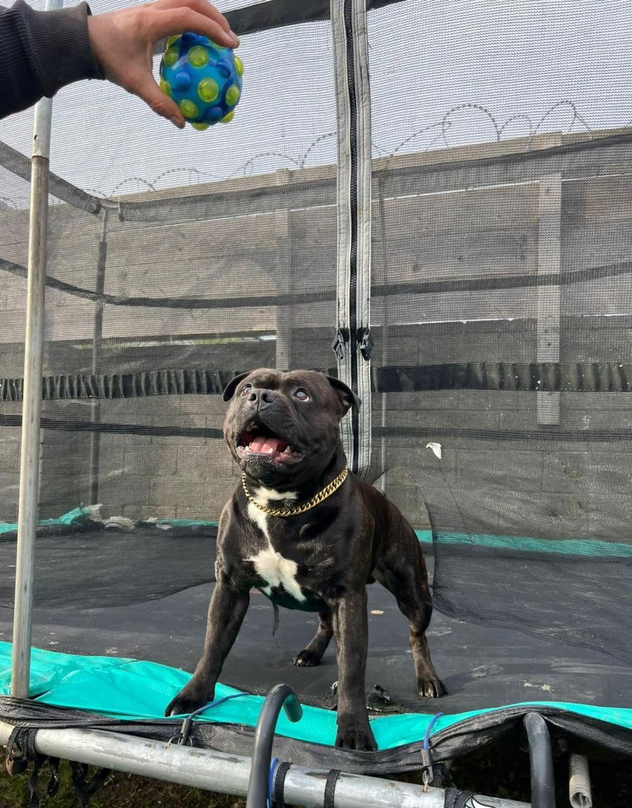 Staffordshire bull terrier for Stud