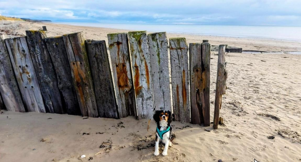 Tri Colour Cavalier King Charles IKC Reg.