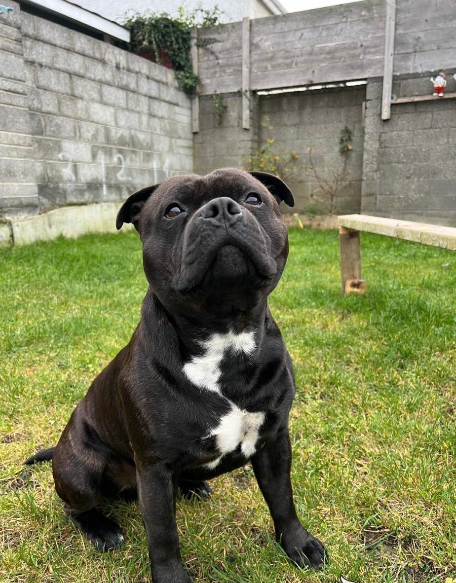 The Puppy Development Stages: From Birth to 8 Weeks